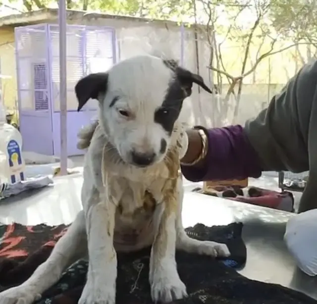 Amor de Mãe: Cadela Comove ao Pedir Ajuda para Salvar Filhote Ferido